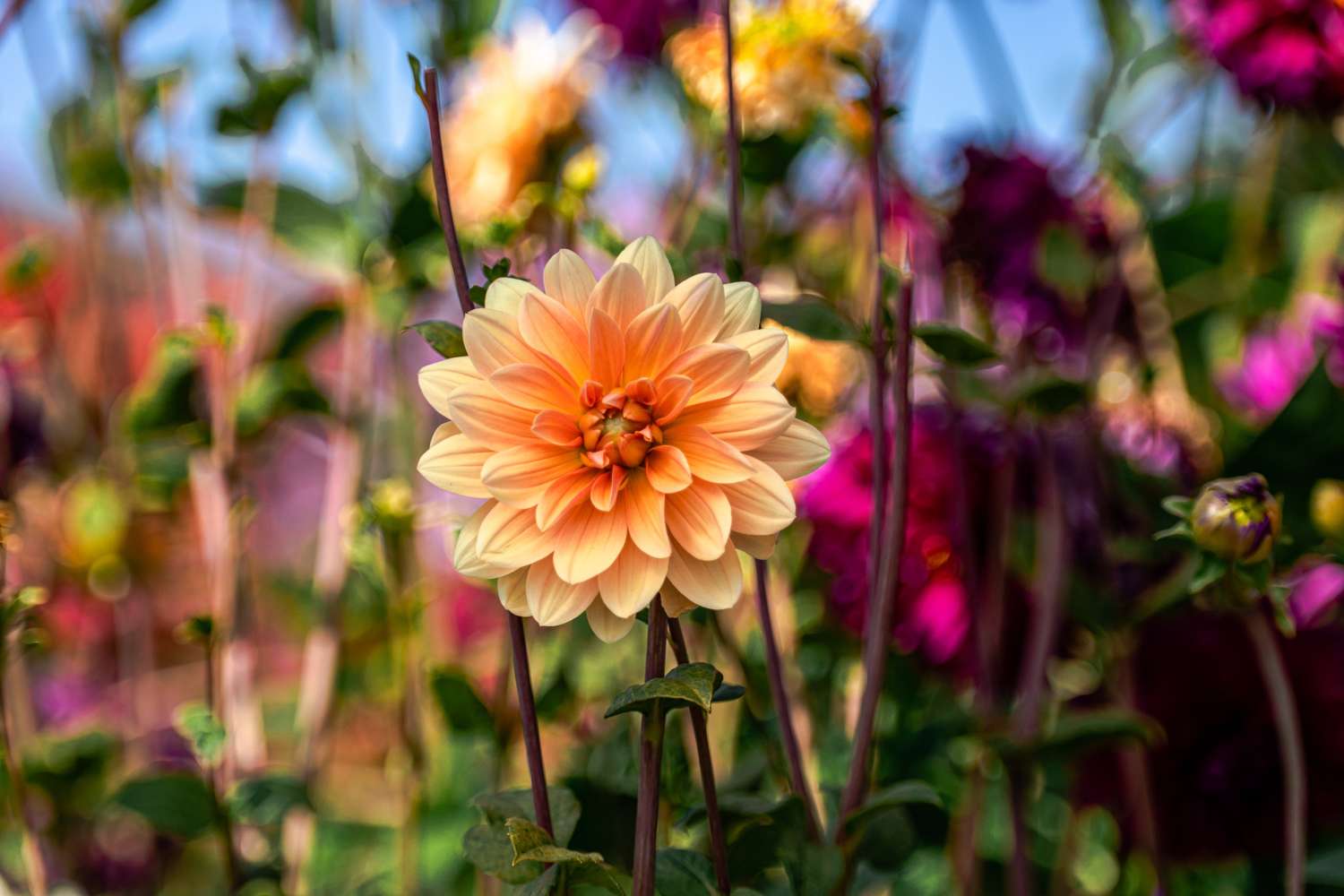 Dahlie 'Apricot Desire'